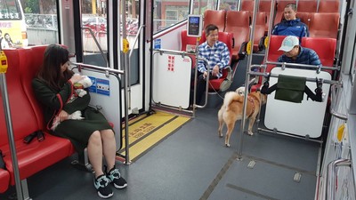 搭乘寵物公車